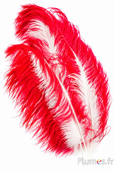 Struzzo premium - 50-60 cm - crema-rosso